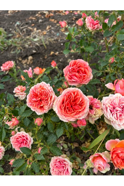Rose Тереса квіти
